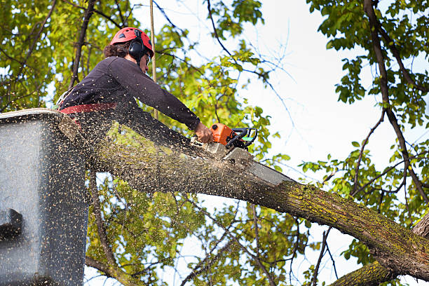 Best Seasonal Cleanup (Spring/Fall)  in Crafton, PA